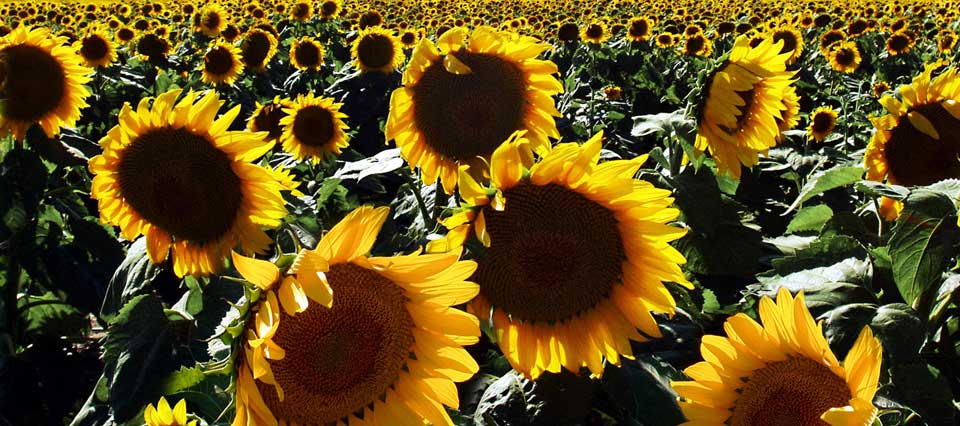 Life is Like a Flower